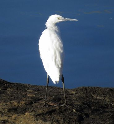 Reddish Egret
