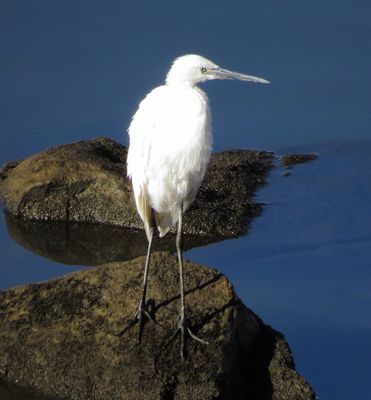 Reddish Egret