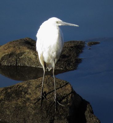Reddish Egret