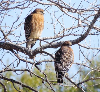 Red-Shouldered Hawk