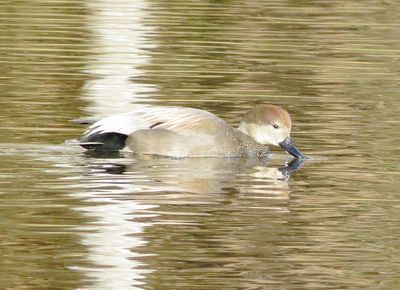 Gadwall