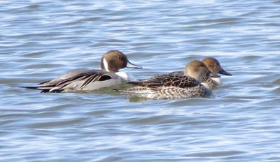 Northern Pintail