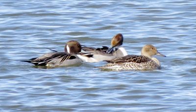 Northern Pintail