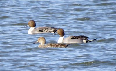 Northern Pintail
