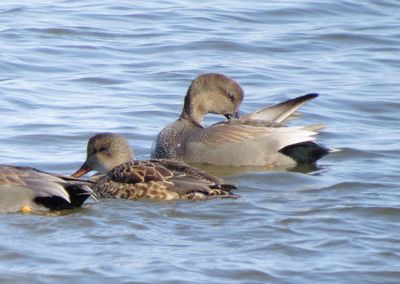 Gadwall