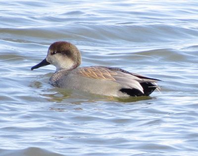 Gadwall