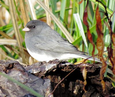 Dark-Eyed Junco