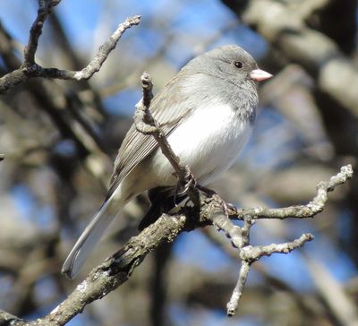 Dark-Eyed Junco