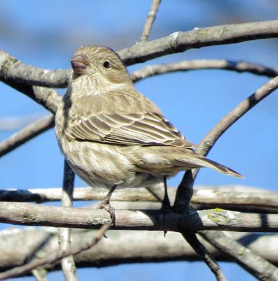 House Finch