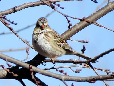 Harris's Sparrow