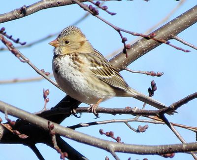 Harris's Sparrow