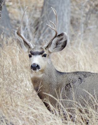 Mule Deer