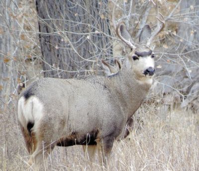 Mule Deer