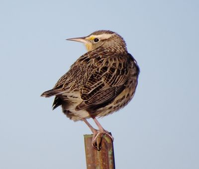 Western Meadowlark