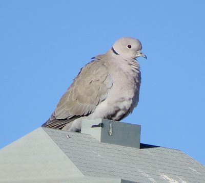Eurasian Collared Dove