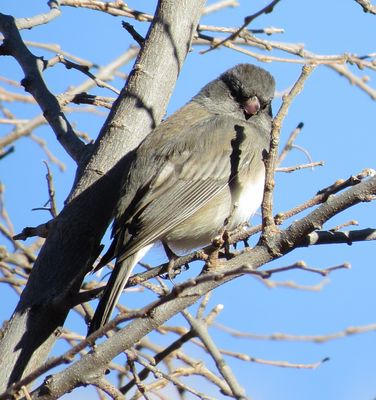 Dark-Eyed Junco