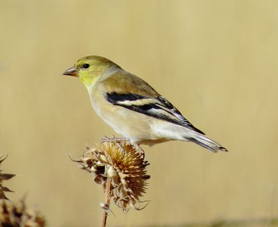 American Goldfinch