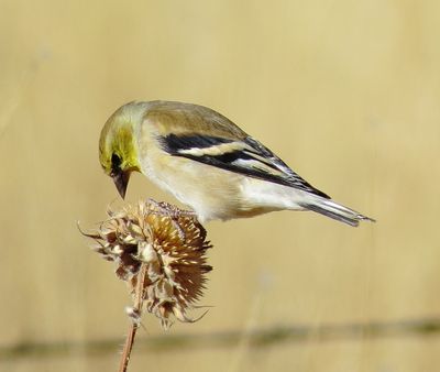 American Goldfinch
