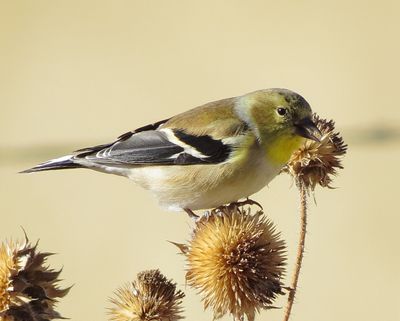 American Goldfinch