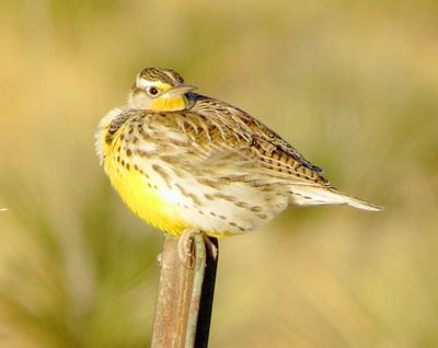 Western Meadowlark