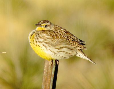 Western Meadowlark