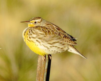 Western Meadowlark