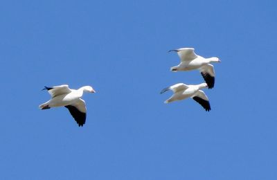 Snow and Ross's Geese