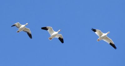 Snow Goose