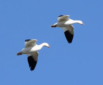 Snow Goose