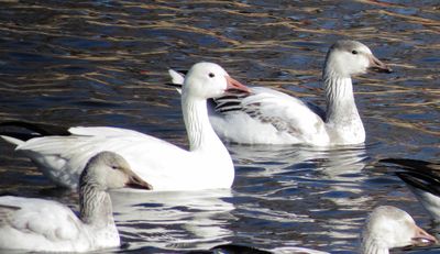Snow Goose