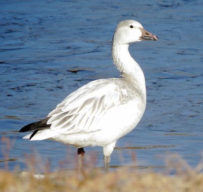Snow Goose