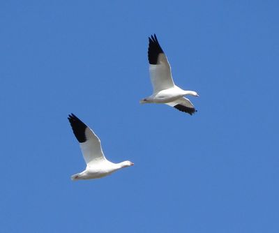 Ross's Goose
