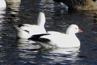 Ross's Goose