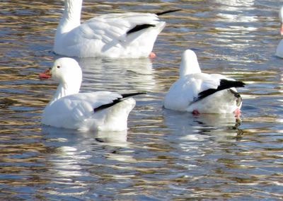 Ross's Goose