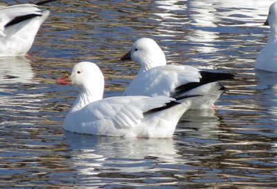 Ross's Goose