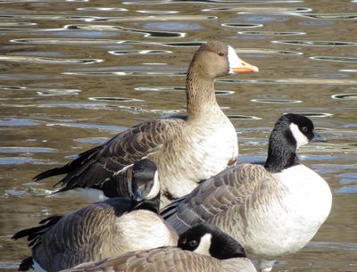 Greater White-Fronted Goose