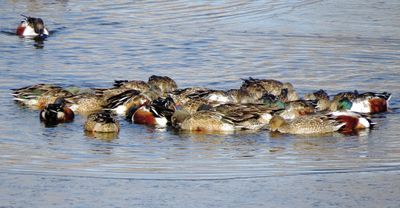 Northern Shoveler