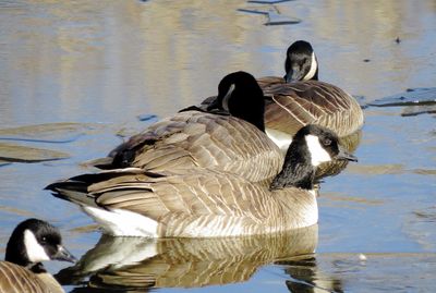 Cackling Goose