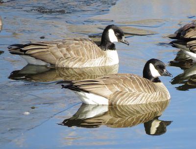 Cackling Goose