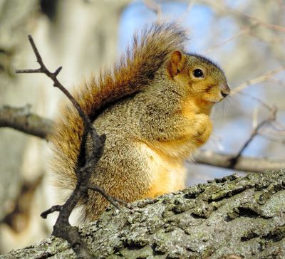 Eastern Fox Squirrel