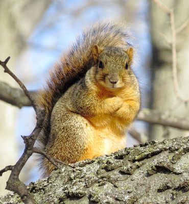 Eastern Fox Squirrel