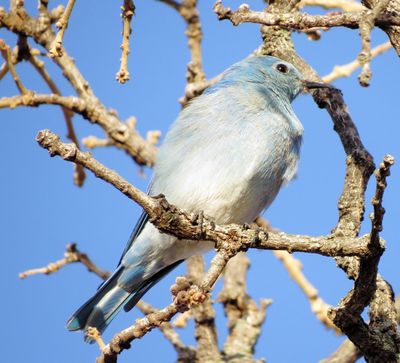 Mountain Bluebird