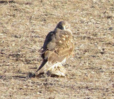 Northern Harrier