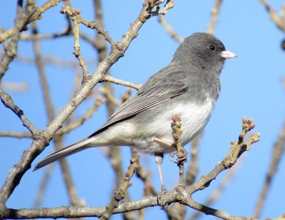 Dark-Eyed Junco