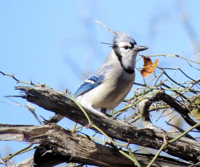 Blue Jay