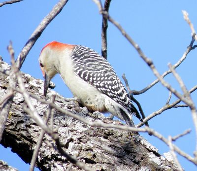 Red-Bellied Woodpecker