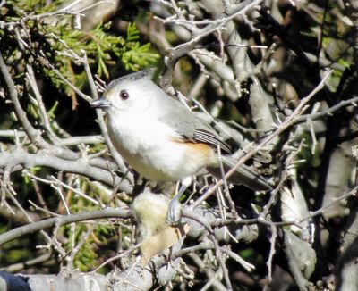 Tufted X Black-Crested Titmouse