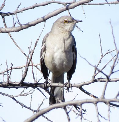 Northern Mockingbird