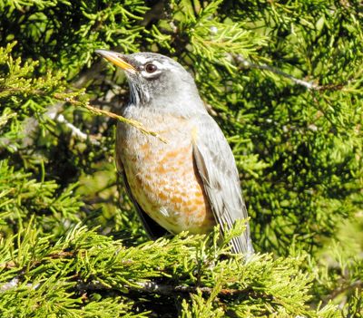 American Robin