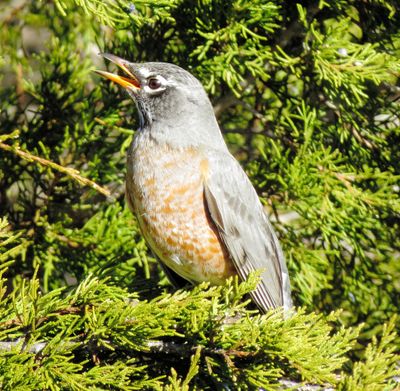 American Robin